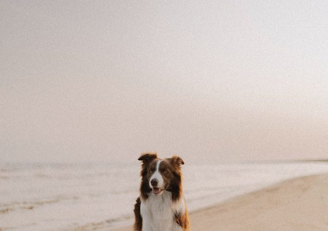 Cane sulla spiaggia