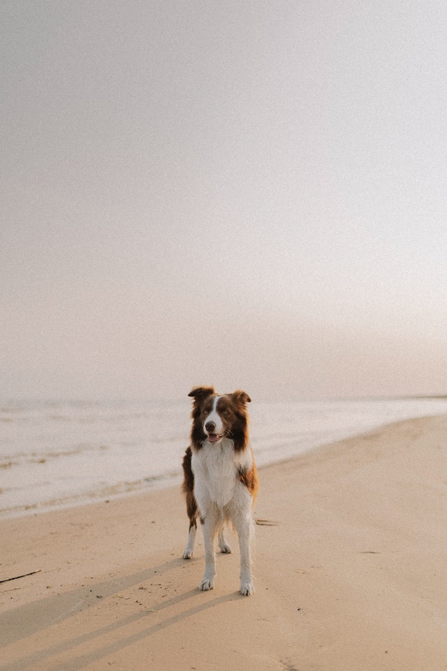 Cane sulla spiaggia